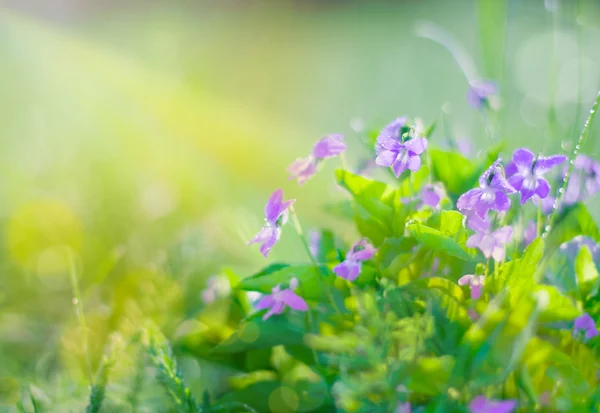 美丽的花朵在阳光明媚的光线 — 图库照片