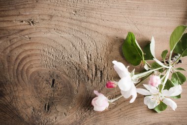 Tahta arka planda bahar çiçekleri