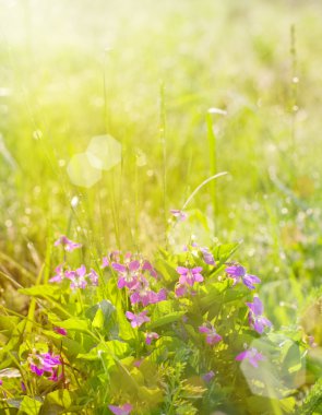 güneşli bir ışık güzel çiçekler