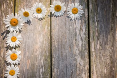 ahşap zemin üzerinde papatya