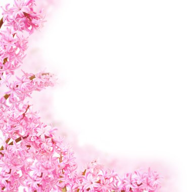 pembe bahar çiçekleri beyaz izole