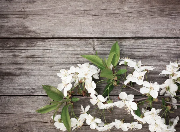 Tavaszi virágok fa háttér — Stock Fotó
