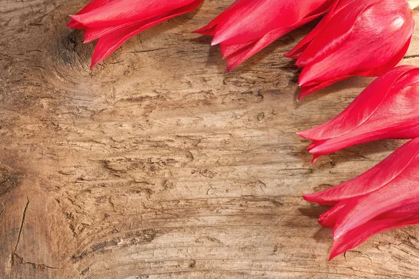木製の背景に赤いチューリップ — ストック写真
