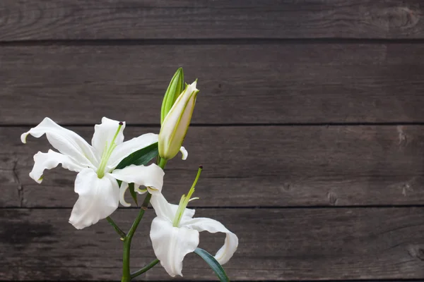 Bílá lilie na dřevěné pozadí — Stock fotografie