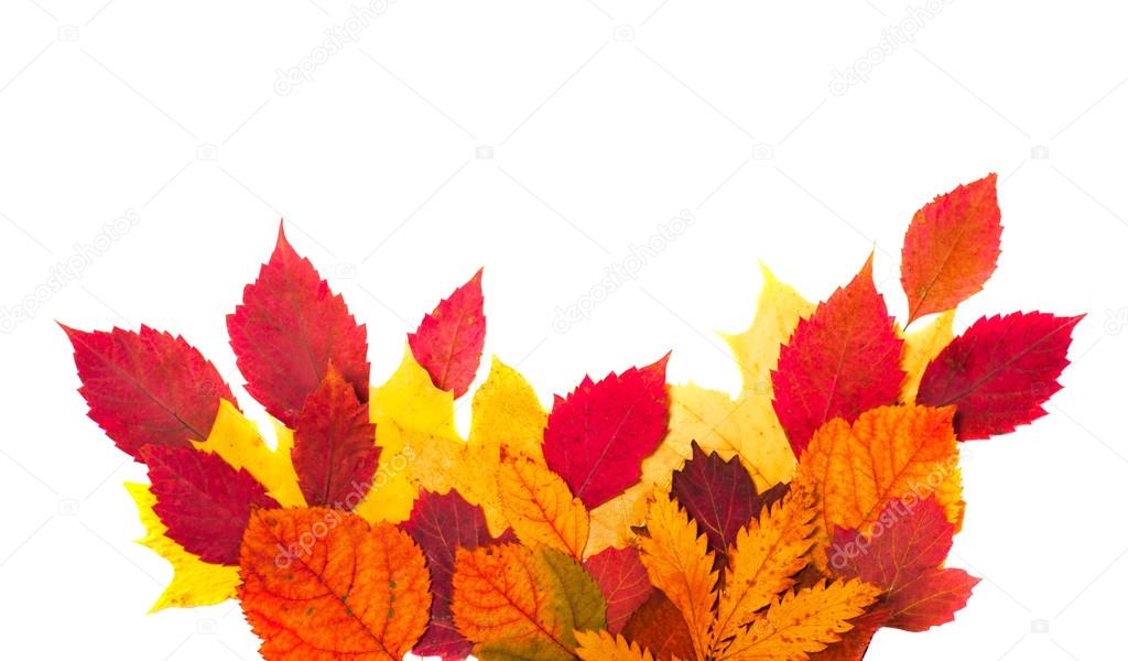 Beautiful autumn leaves isolated on white background