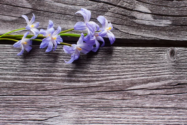 Fleurs de printemps sur fond en bois — Photo