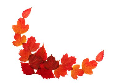 Sonbahar Yaprakları Beyazda İzole Edildi