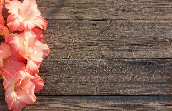 Gladiolus em fundo de madeira — Fotografia de Stock