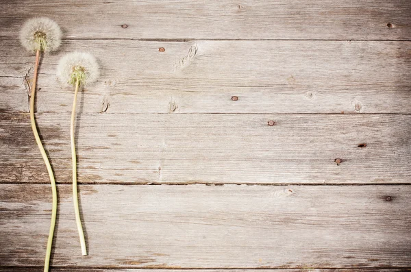 Dandelion on a aged wooden background — Stock Photo, Image