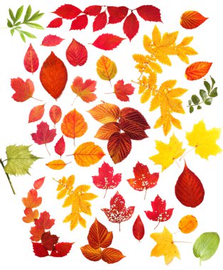 Sonbahar Yaprakları Beyazda İzole Edildi