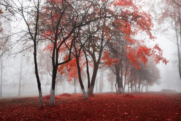 Jesienny park — Zdjęcie stockowe