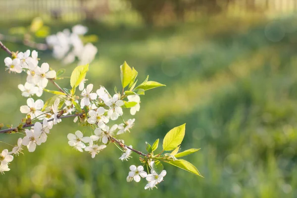 봄 꽃 야외 — 스톡 사진