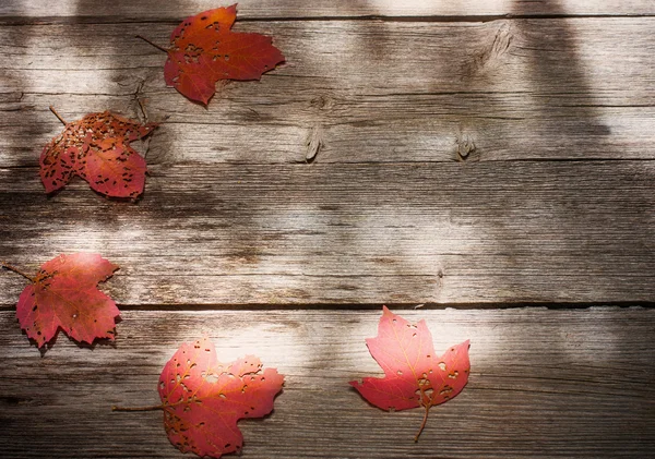 Hojas de otoño sobre fondo de madera — Foto de Stock