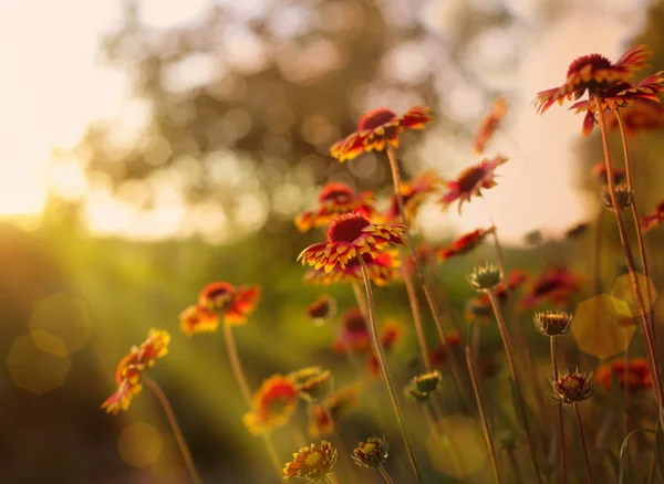 Blommor på sunrise — Stockfoto
