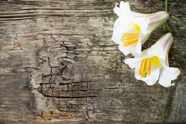 Flowers on wooden background — Stock Photo, Image