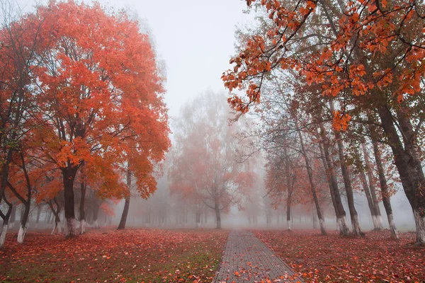 Herfstpark — Stockfoto