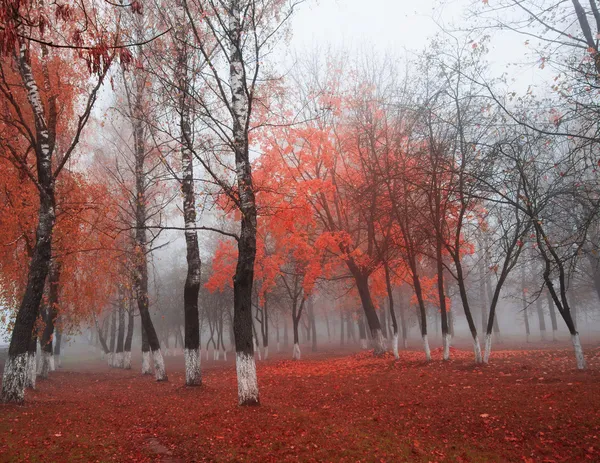 Parque de outono — Fotografia de Stock