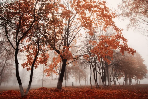 Parque de outono — Fotografia de Stock