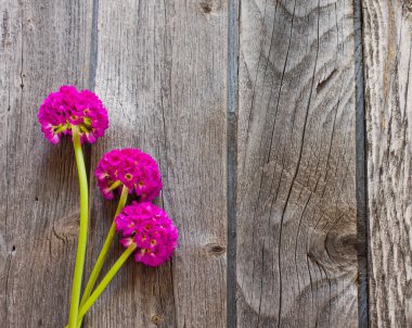 beyaz arkaplanda bahar çiçekleri