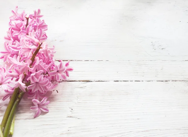 Våren blommor på vit bakgrund — Stockfoto