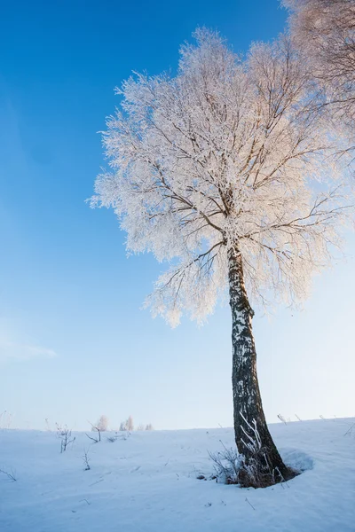 Paisaje invierno —  Fotos de Stock