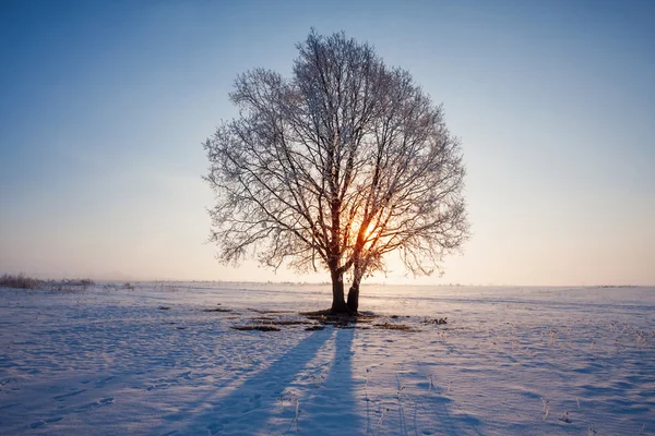 Vinterlandskap — Stockfoto