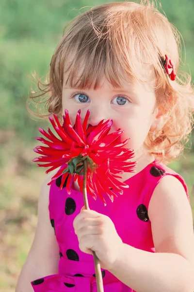 小さな女の子ウィット赤いダリア屋外 — ストック写真