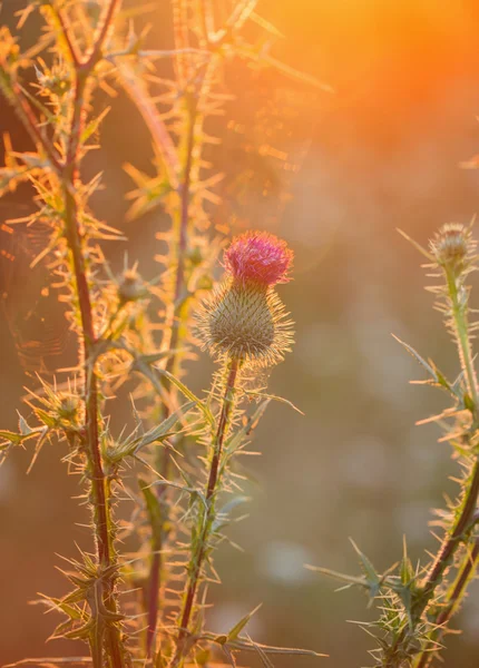 Plant in zonnige licht — Stockfoto