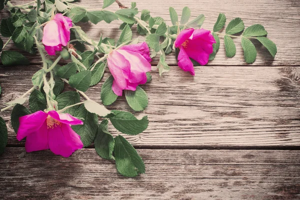 Heckenrose auf Holzgrund — Stockfoto