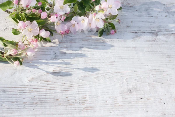 Fleur de pommier sur fond de bois blanc — Photo