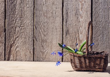 kardelen ahşap zemin üzerinde