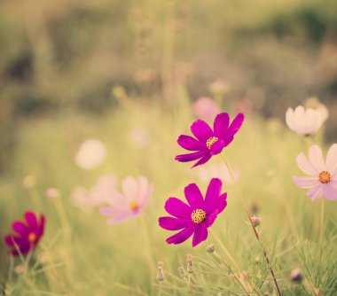 güzel pembe çiçekler