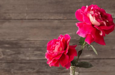 Gül ahşap arka plan üzerinde