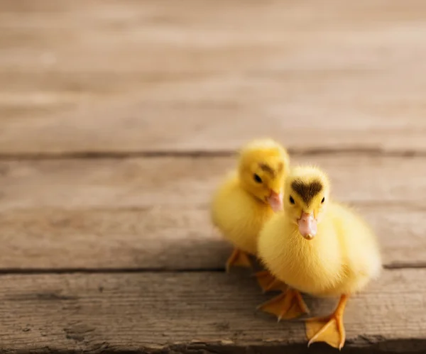 Duckling on wooden background — Stock Photo, Image