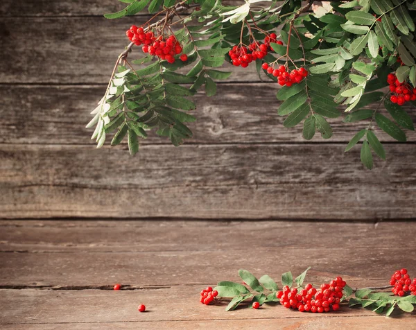 Ashberry on wooden background — Stock Photo, Image