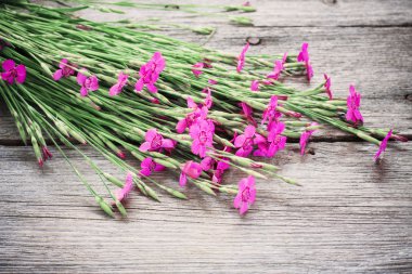 ahşap zemin üzerinde pembe karanfil