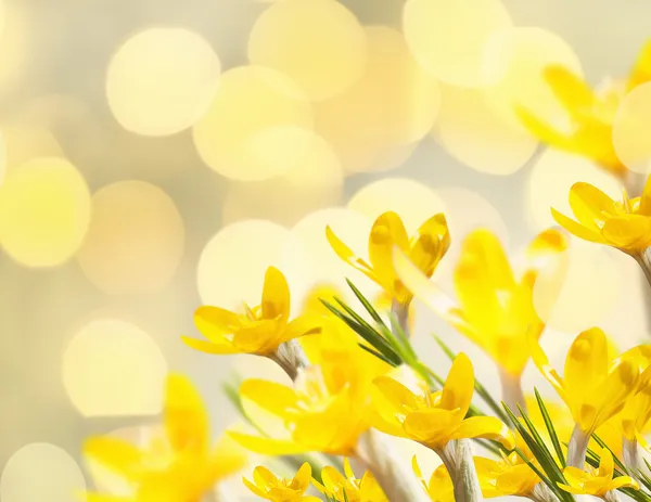Κίτρινο Ανοιξιάτικα λουλούδια — Φωτογραφία Αρχείου