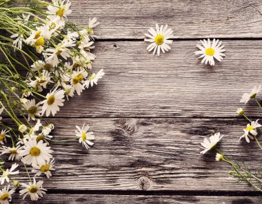 Chamomiles ahşap zemin üzerinde
