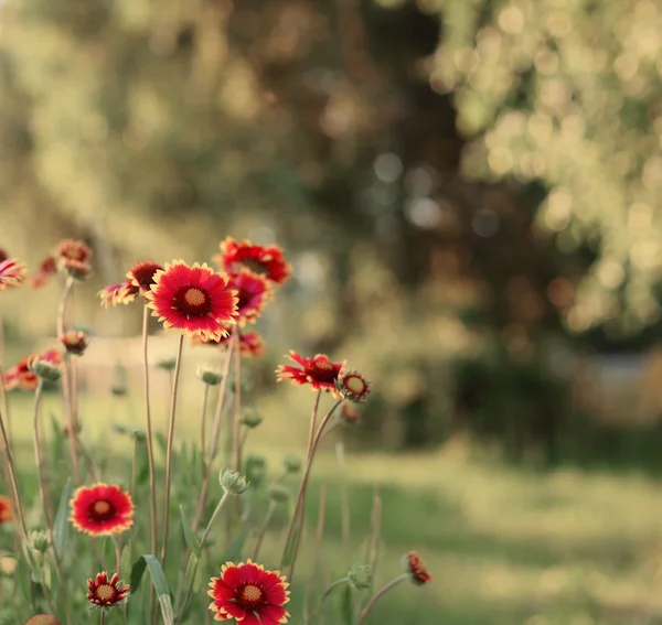 Blumen bei Sonnenaufgang — Stockfoto