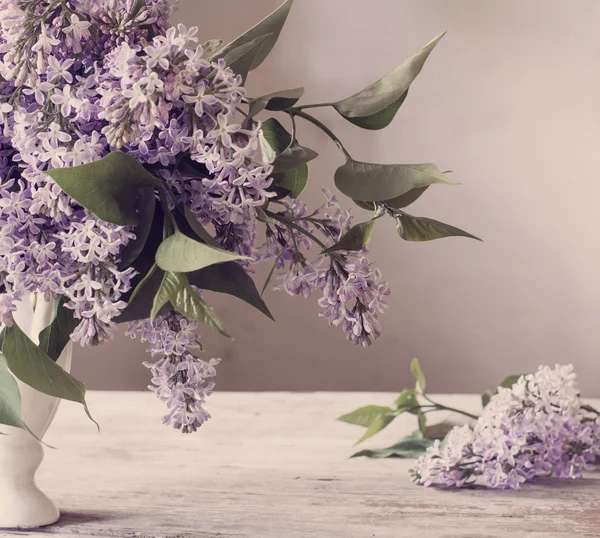 The lilac indah di latar belakang putih — Stok Foto