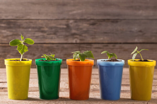 Young plants  in pots on wooden background