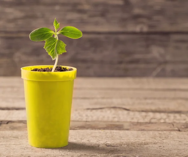 Jonge plant in een pot op houten achtergrond — Stockfoto