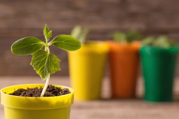 Jonge planten in potten op houten achtergrond — Stockfoto