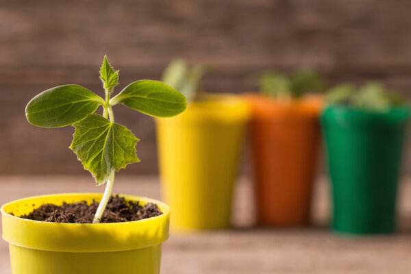 Young plants  in pots on wooden background