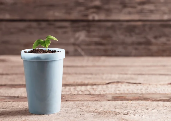 Plantă tânără în oală pe fundal din lemn — Fotografie, imagine de stoc