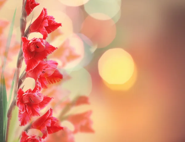 야외 빨간 꽃 — 스톡 사진