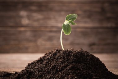 Young seedling growing in a soil on wooden background clipart