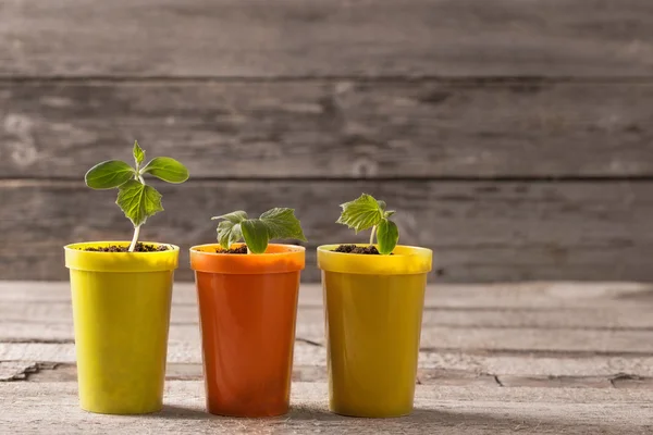 Jonge planten in potten op houten achtergrond — Stockfoto