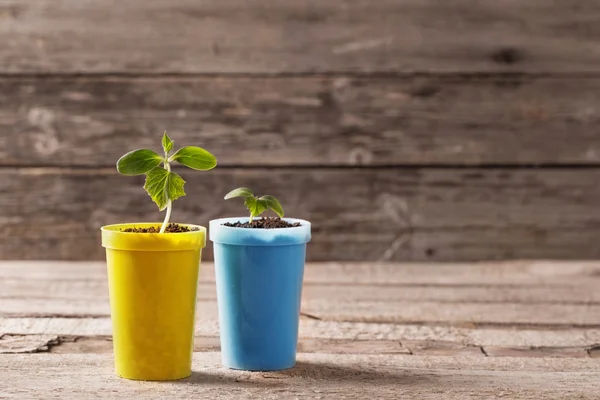 Jonge planten in potten op houten achtergrond — Stockfoto