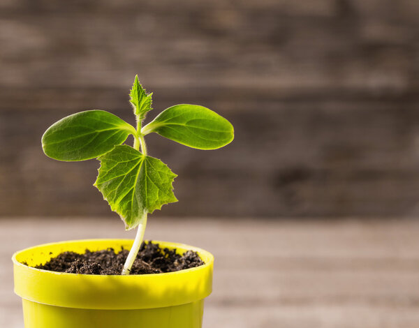 Young plant  in pot on wooden background